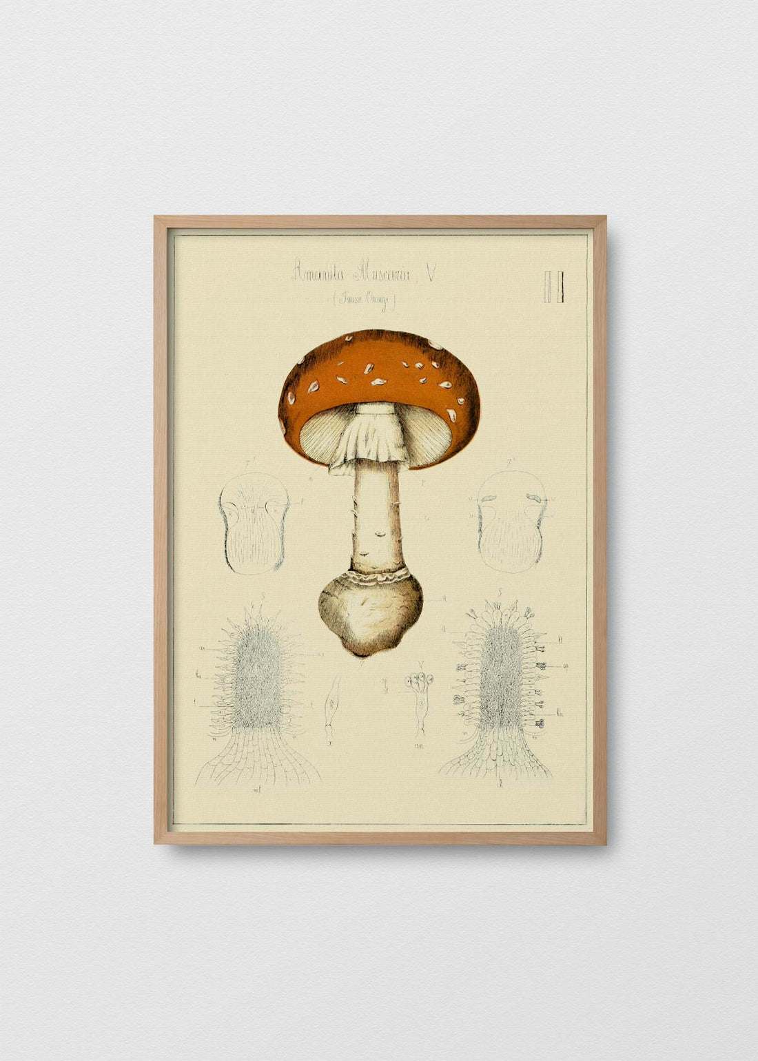 Amanita muscaria orange (V)