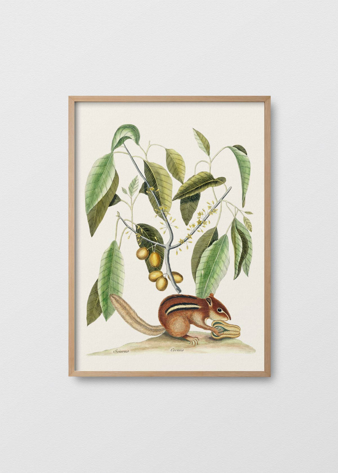 Ardilla de tierra (V)