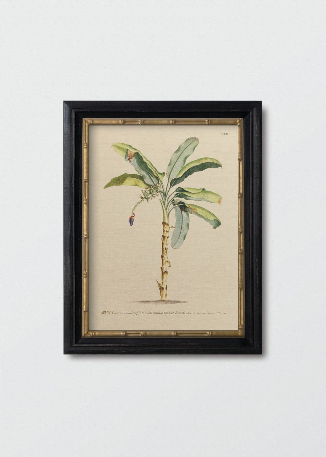 Banano antique n1 (V)