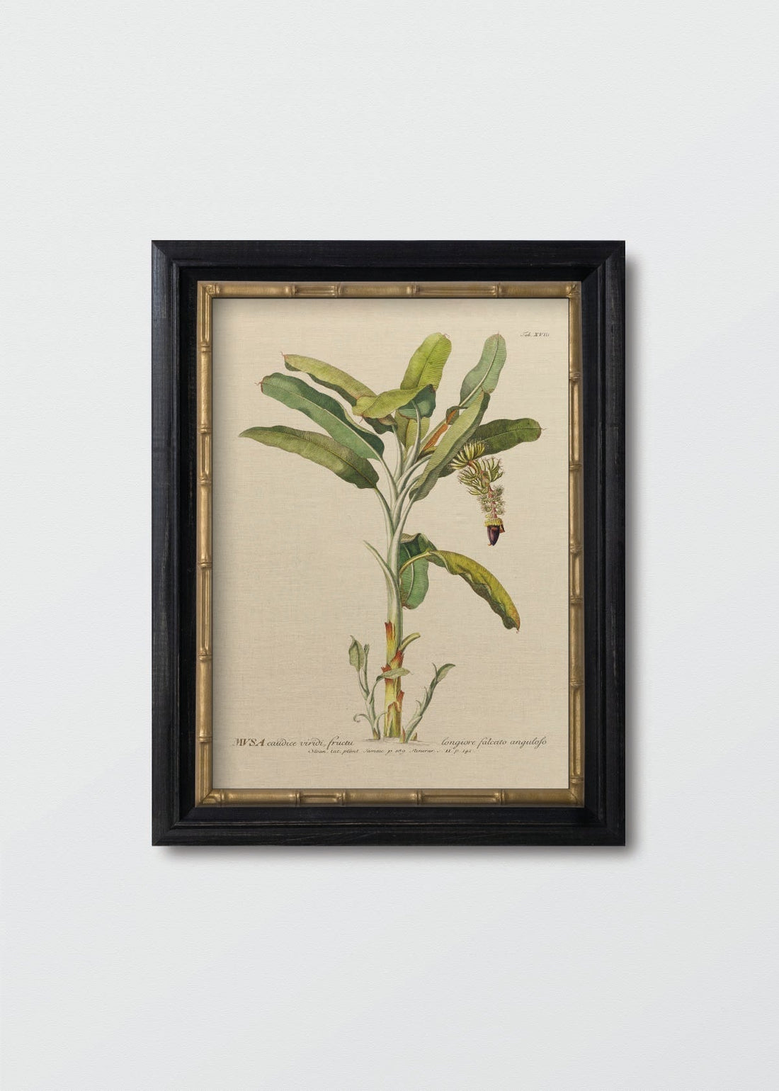 Banano antique n2 (V)