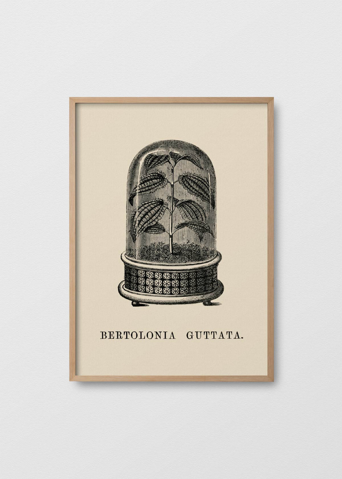 Bertolonia guttata (V)