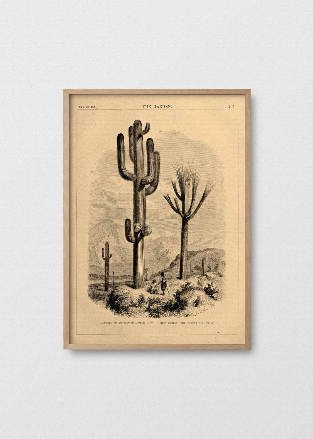 Cactus new mexico (V)