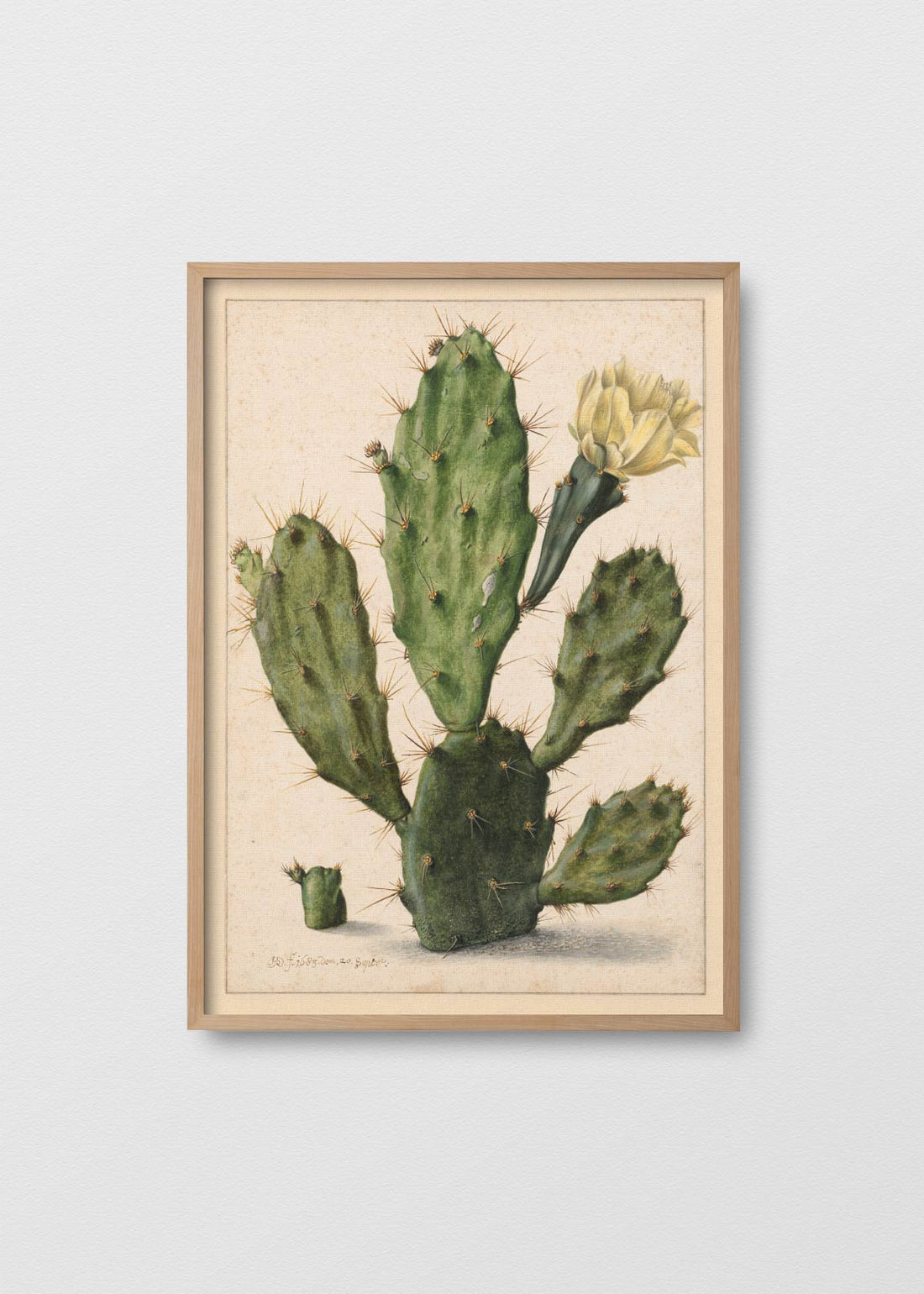 Cactus nopal (V)