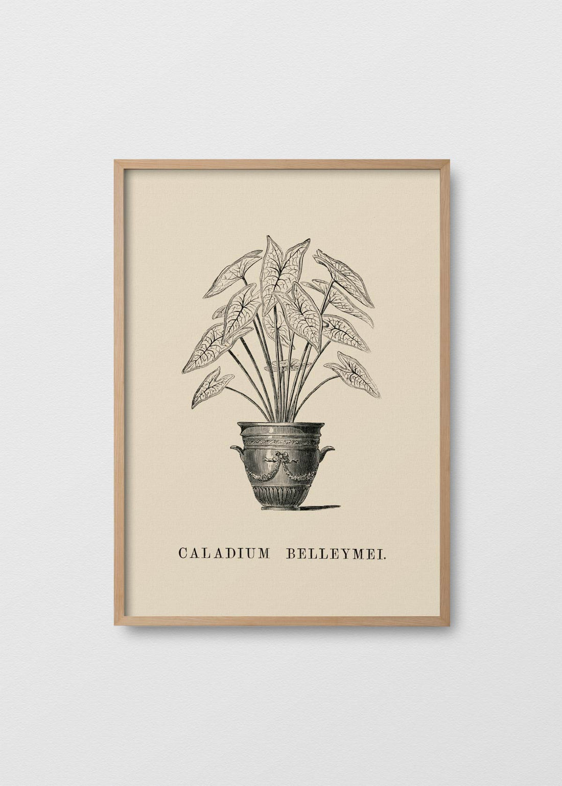 Caladium belleymei (V)