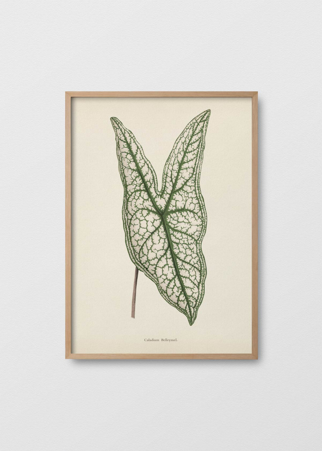 Caladium belleymel (V)