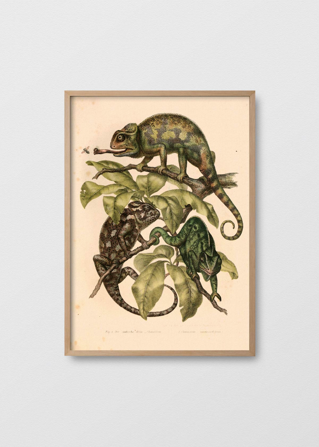 Camaleón de la india (V)