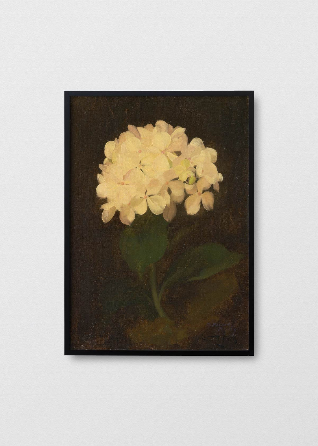 Antique hortensia (V)