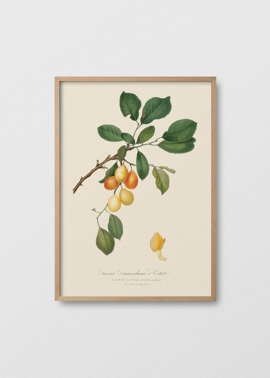 Ciruela damascena (V)