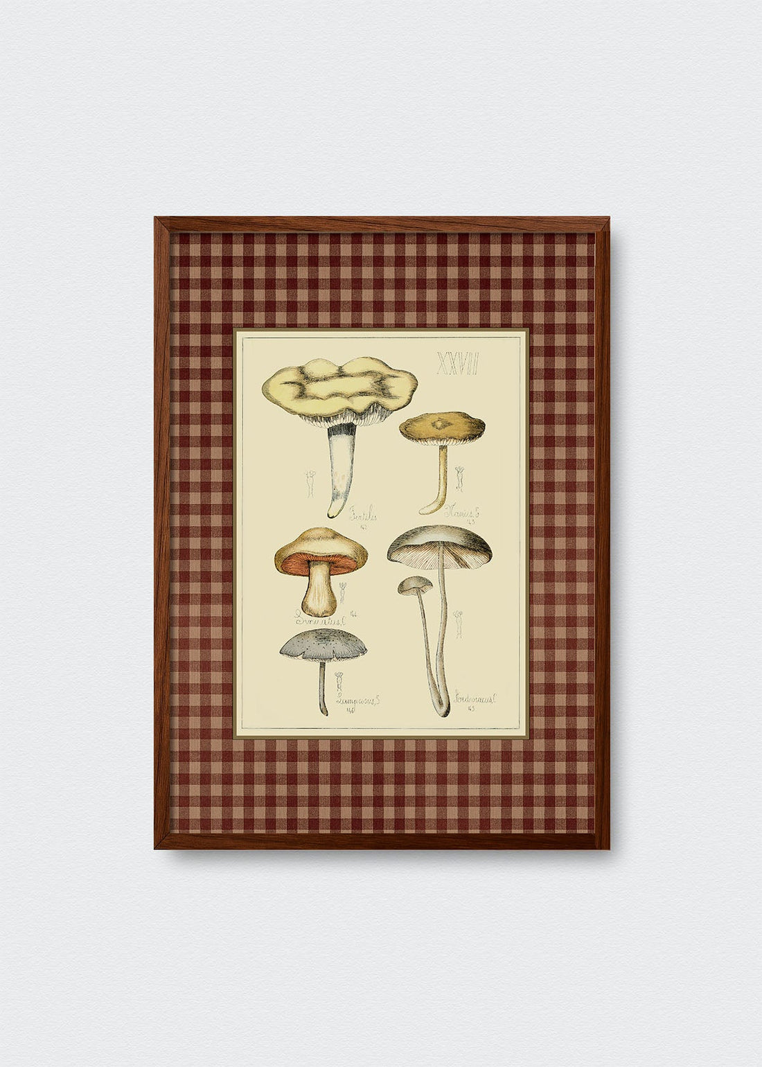 Hongos Cuadrillé (V)