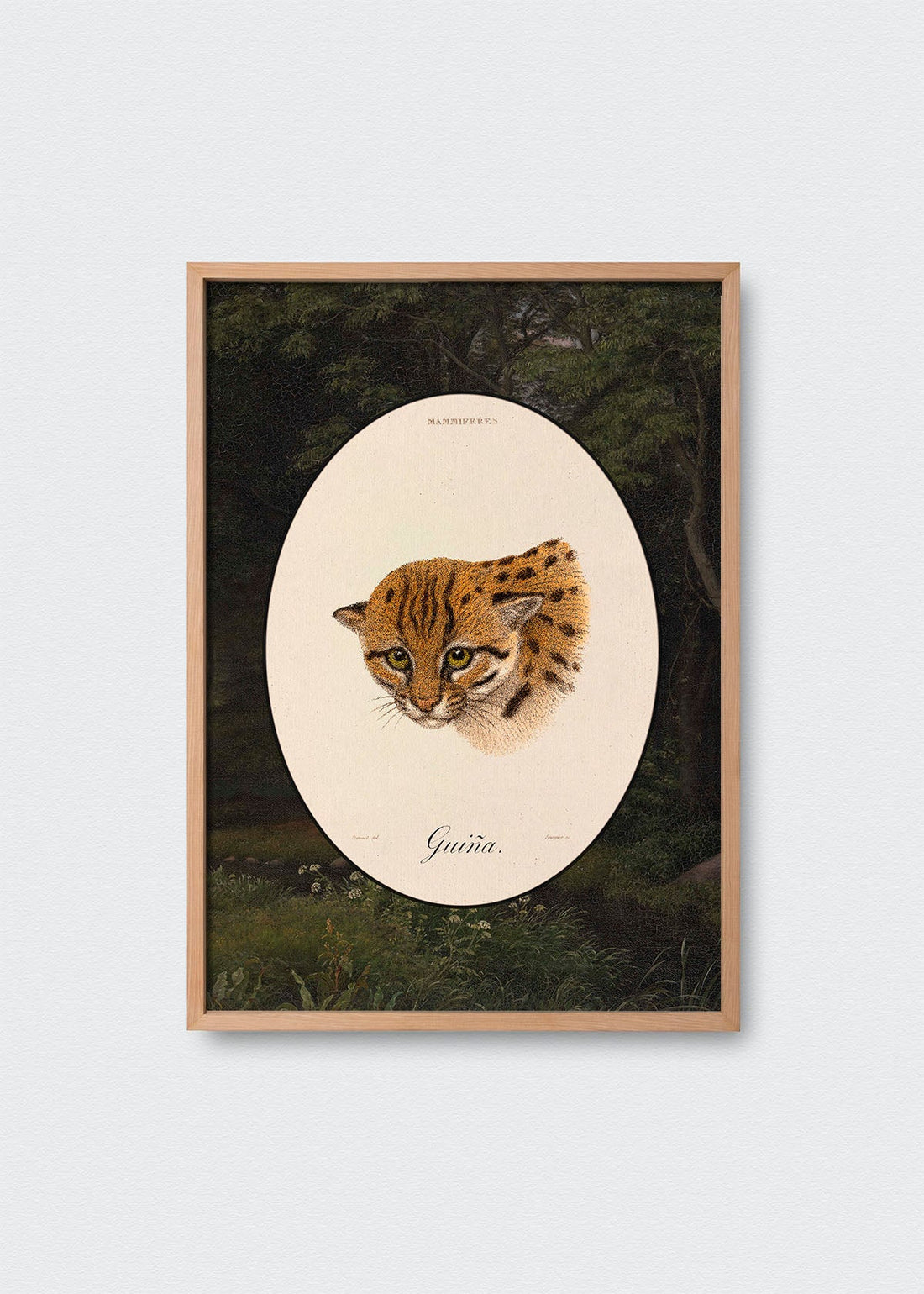 Guiña Bosque Chileno (V)