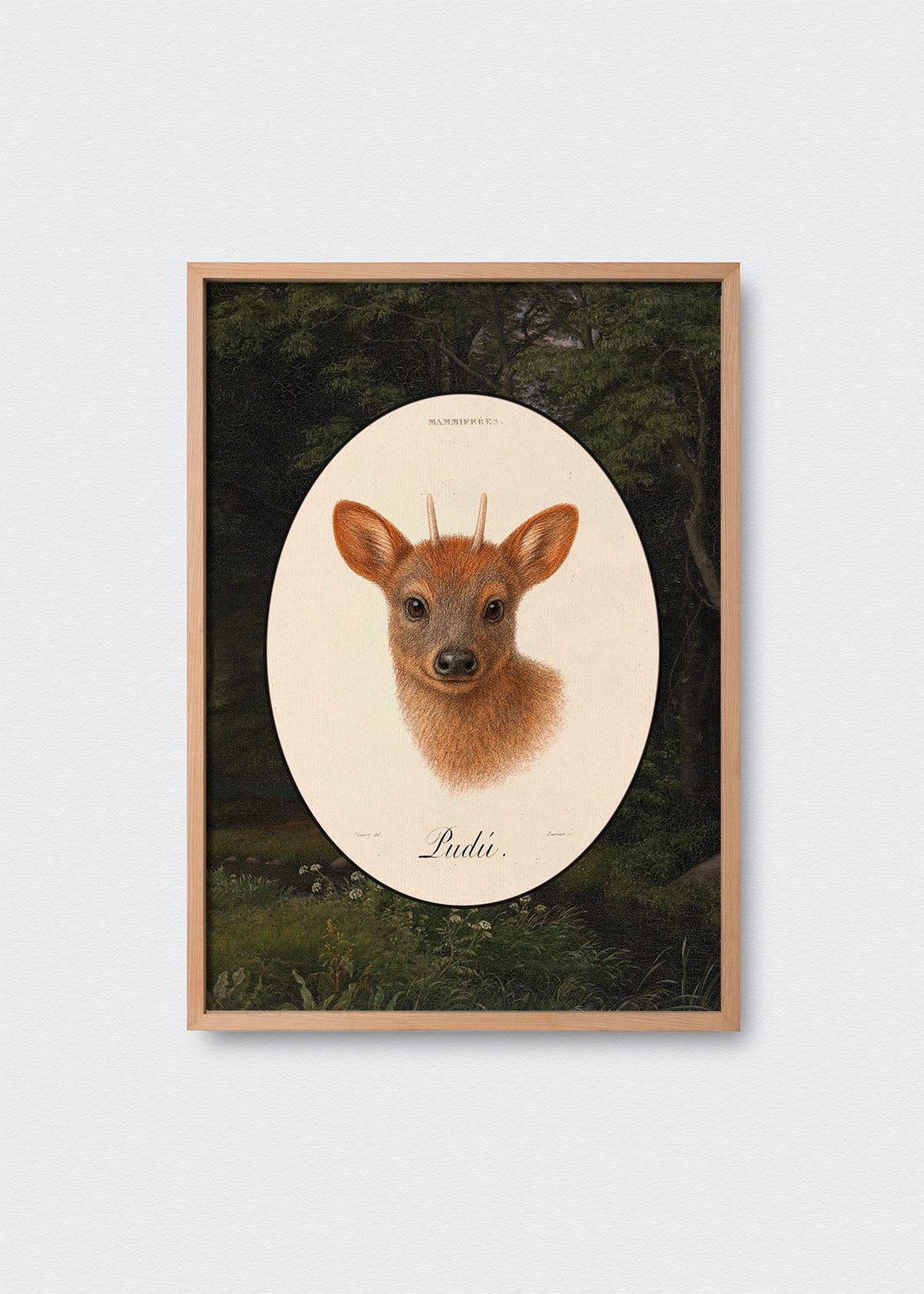 Pudú Bosque Chileno (V)