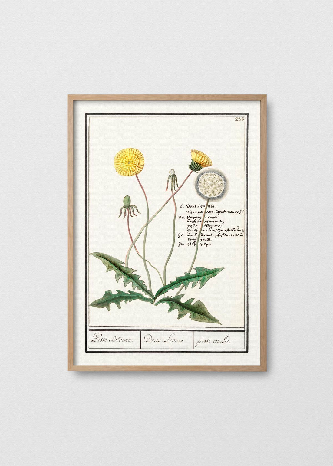 Diente de león ii (V)