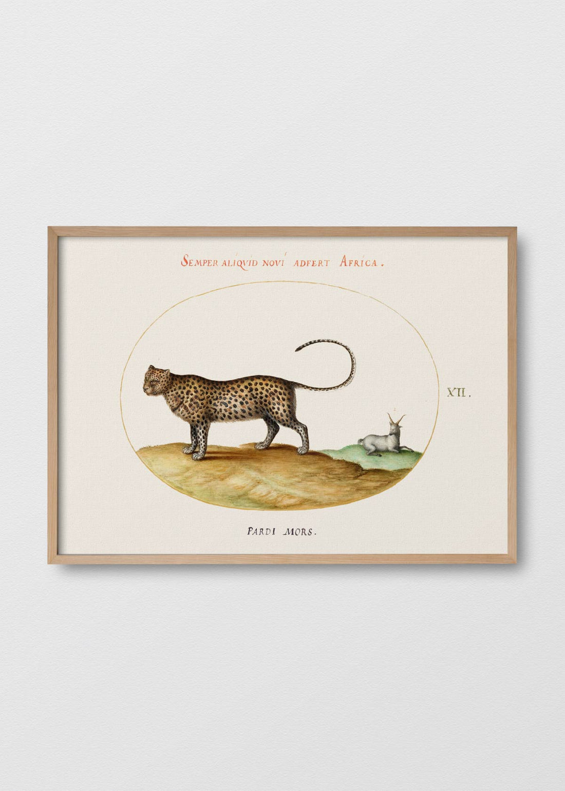 El cheetah y la oveja (V)