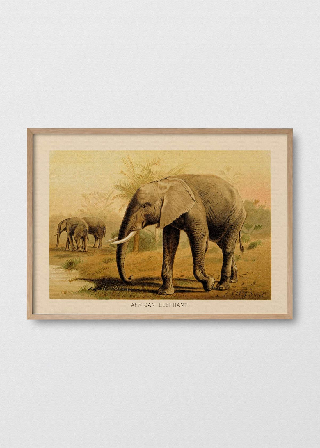 Elefante africano (V)