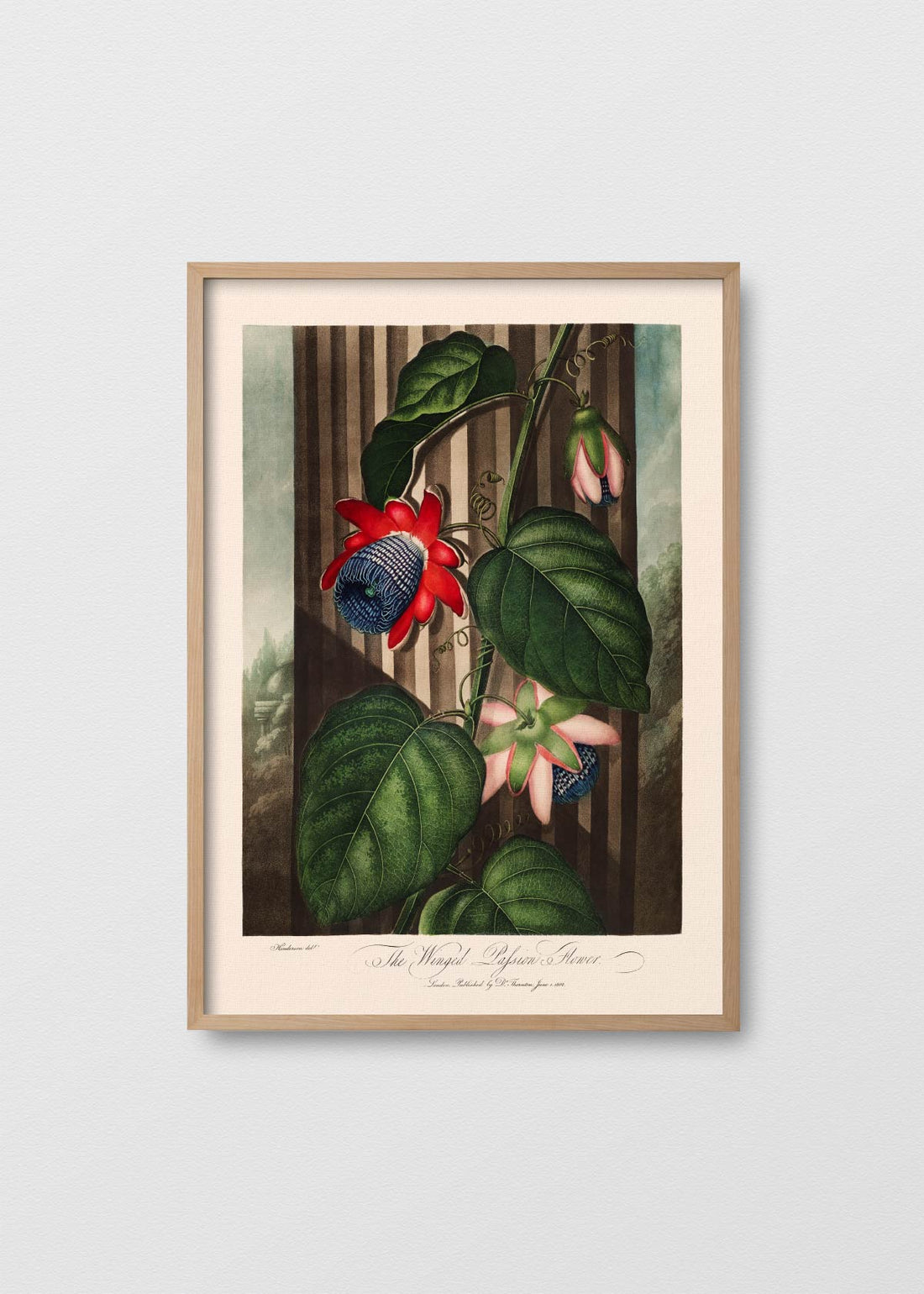 Flor de la pasión (V)