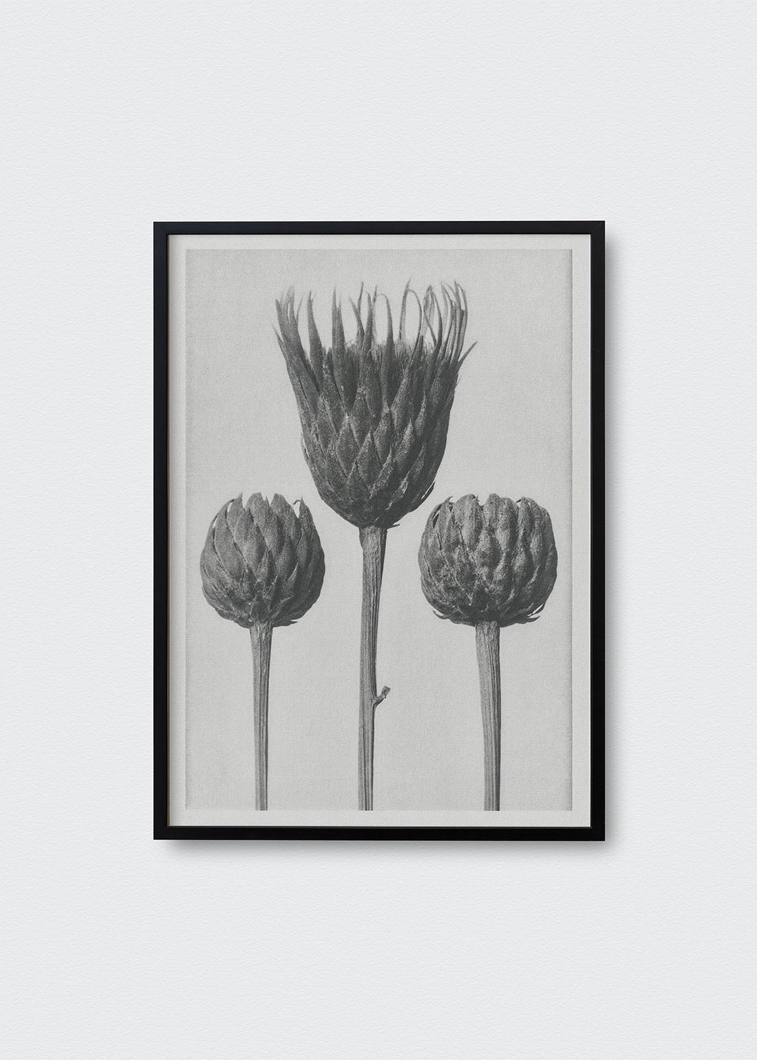 Flores ii karl blossfeldt (V)