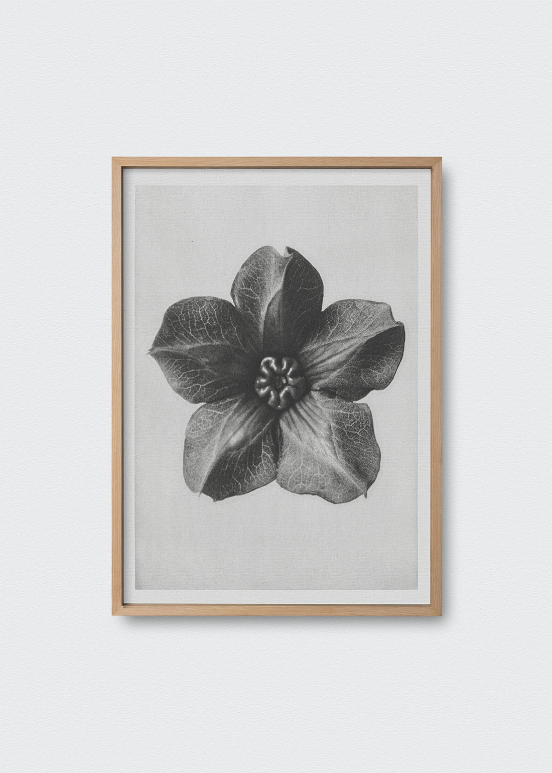 Flores iv karl blossfeldt (V)