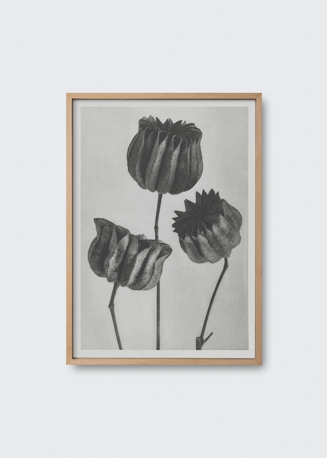 Flores karl blossfeldt (V)