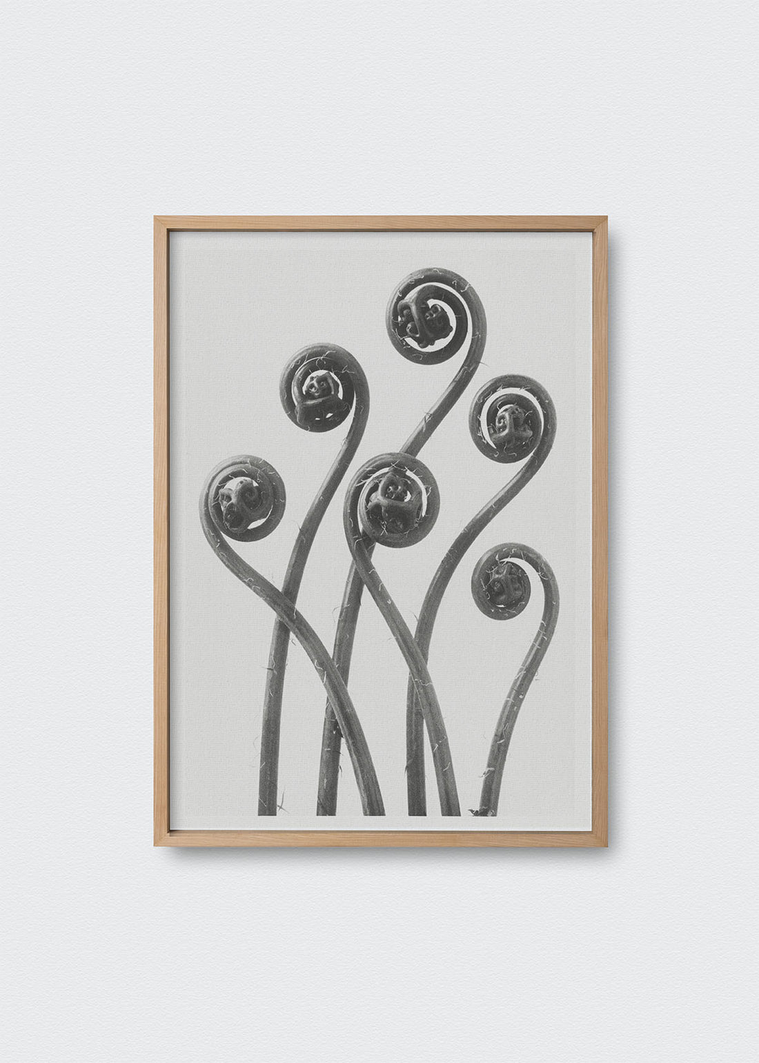 Flores v karl blossfeldt (V)