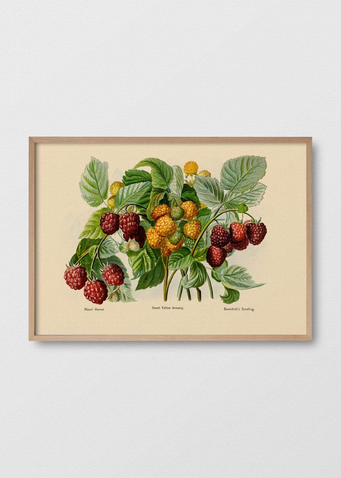 Frambuesas silvestres (V)