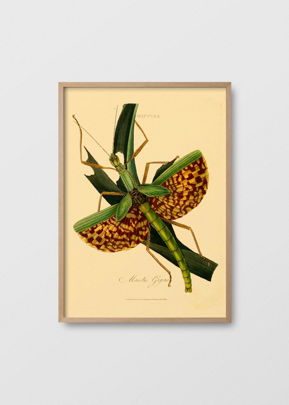 Insects of india (V)