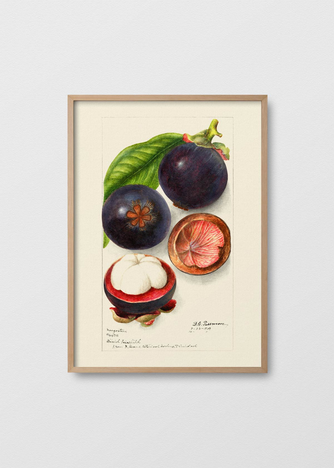 Jobo de la india (V)