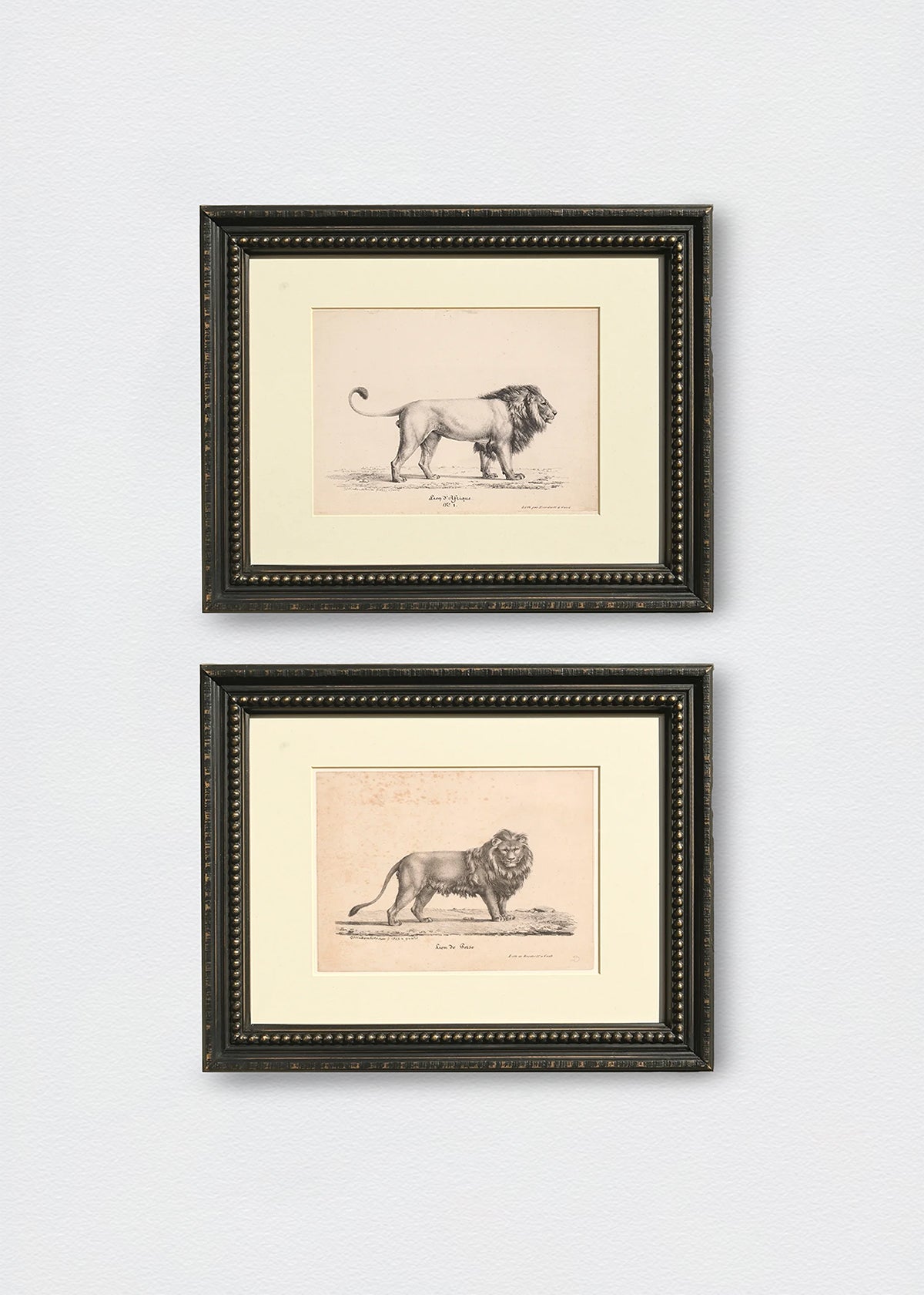 Set Cuadros Papel Algodón dibujo leones marco perlas