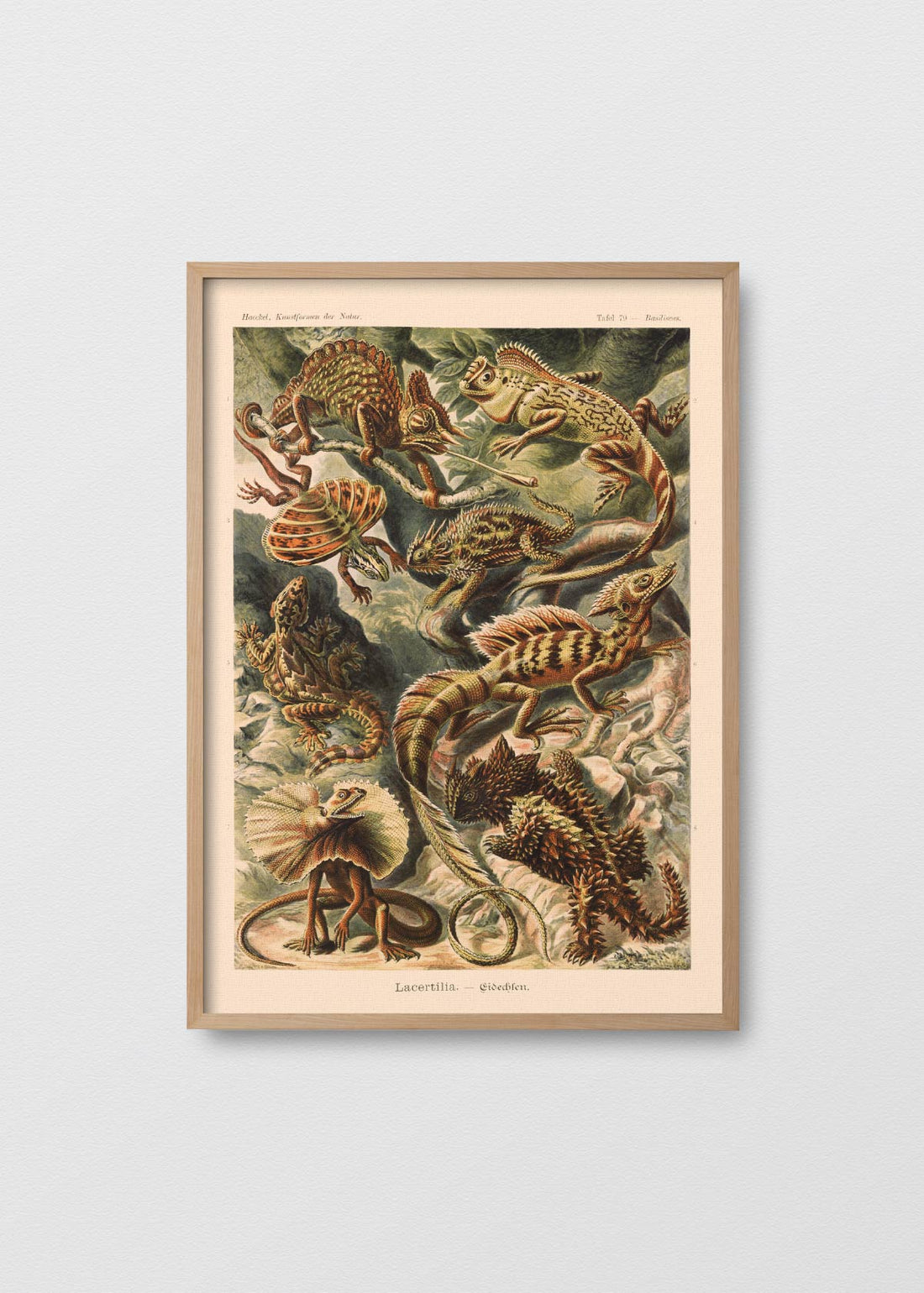 Lacertilia–eidechse (V)