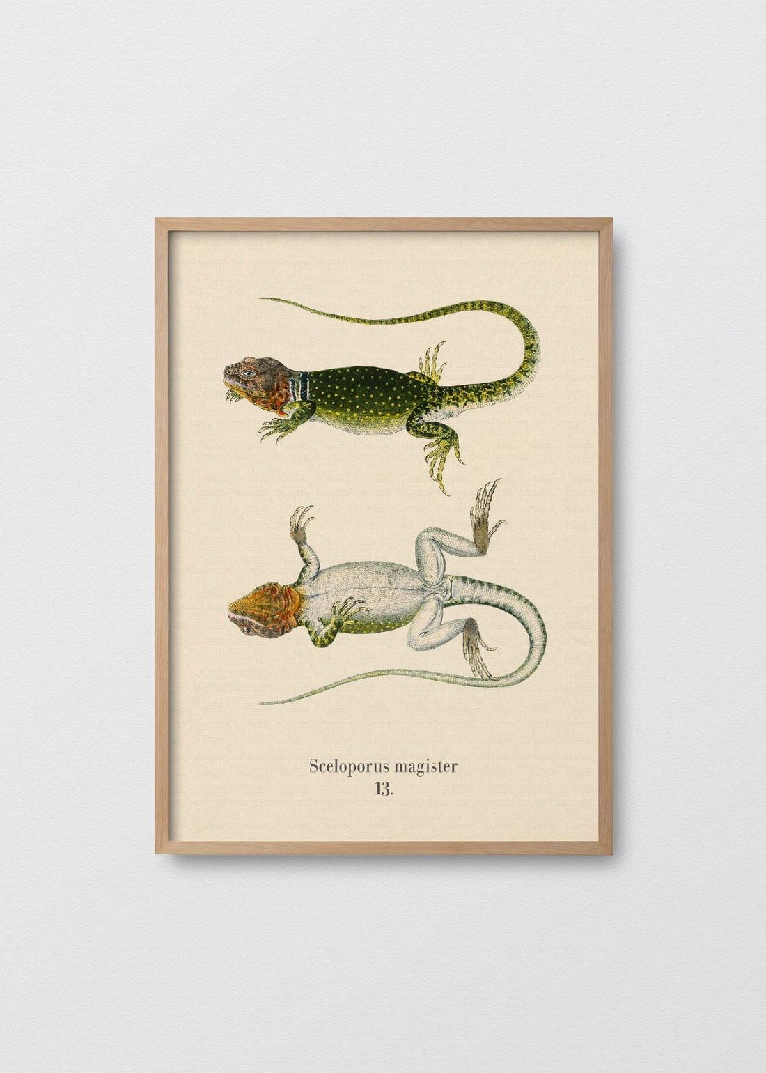 Lagartija del desierto (V)