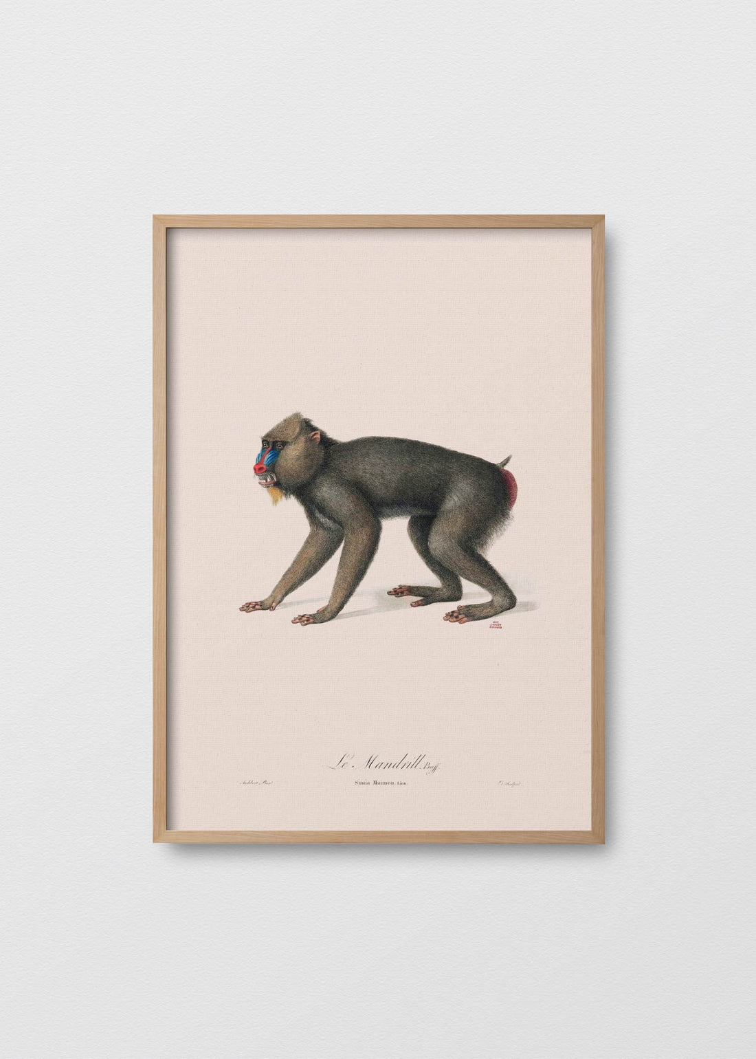 Le mandrill (V)