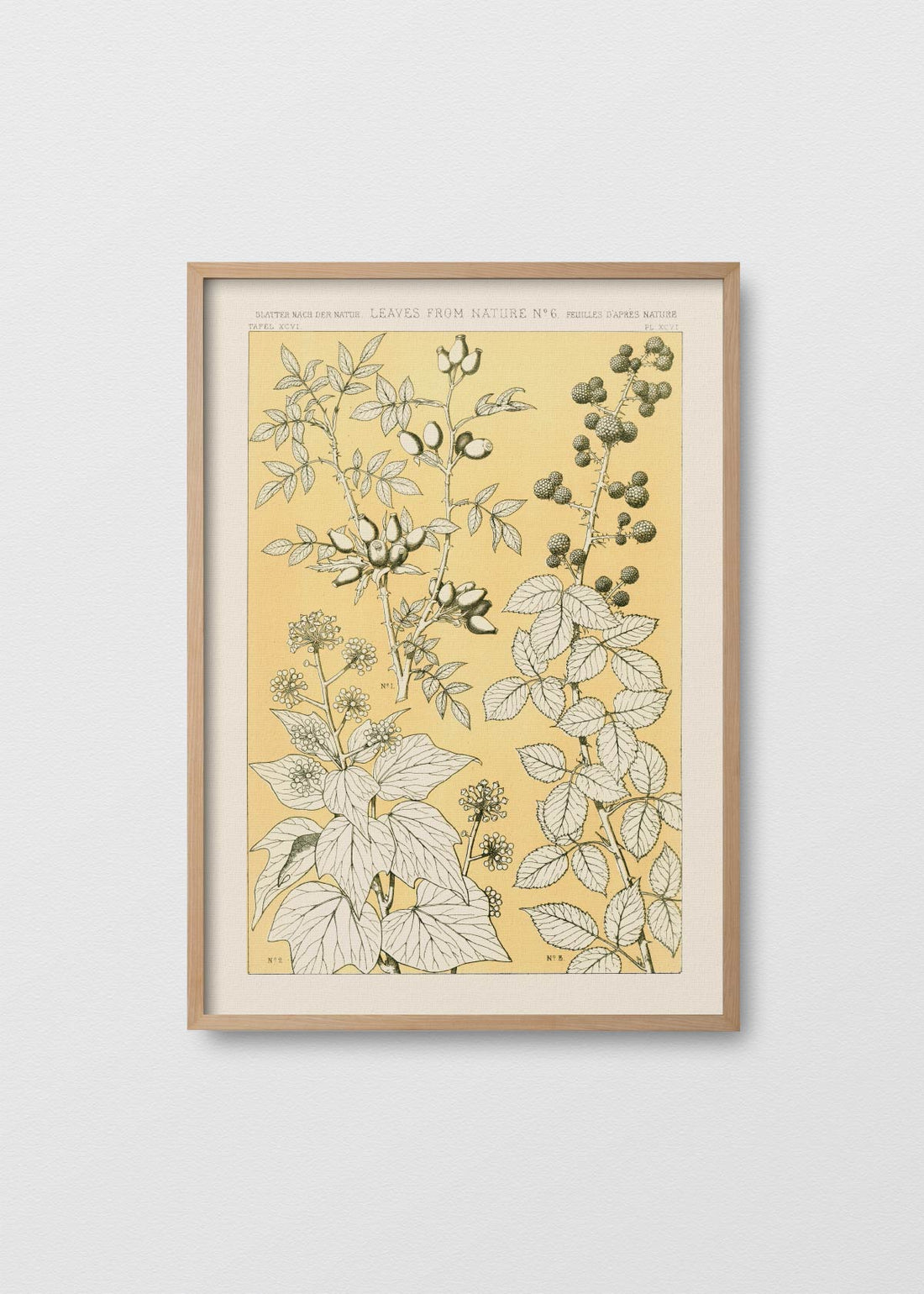 Leaves from nature n6 (V)