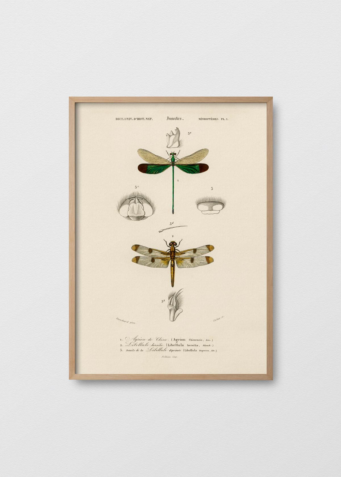 Libélula ambar y jade (V)