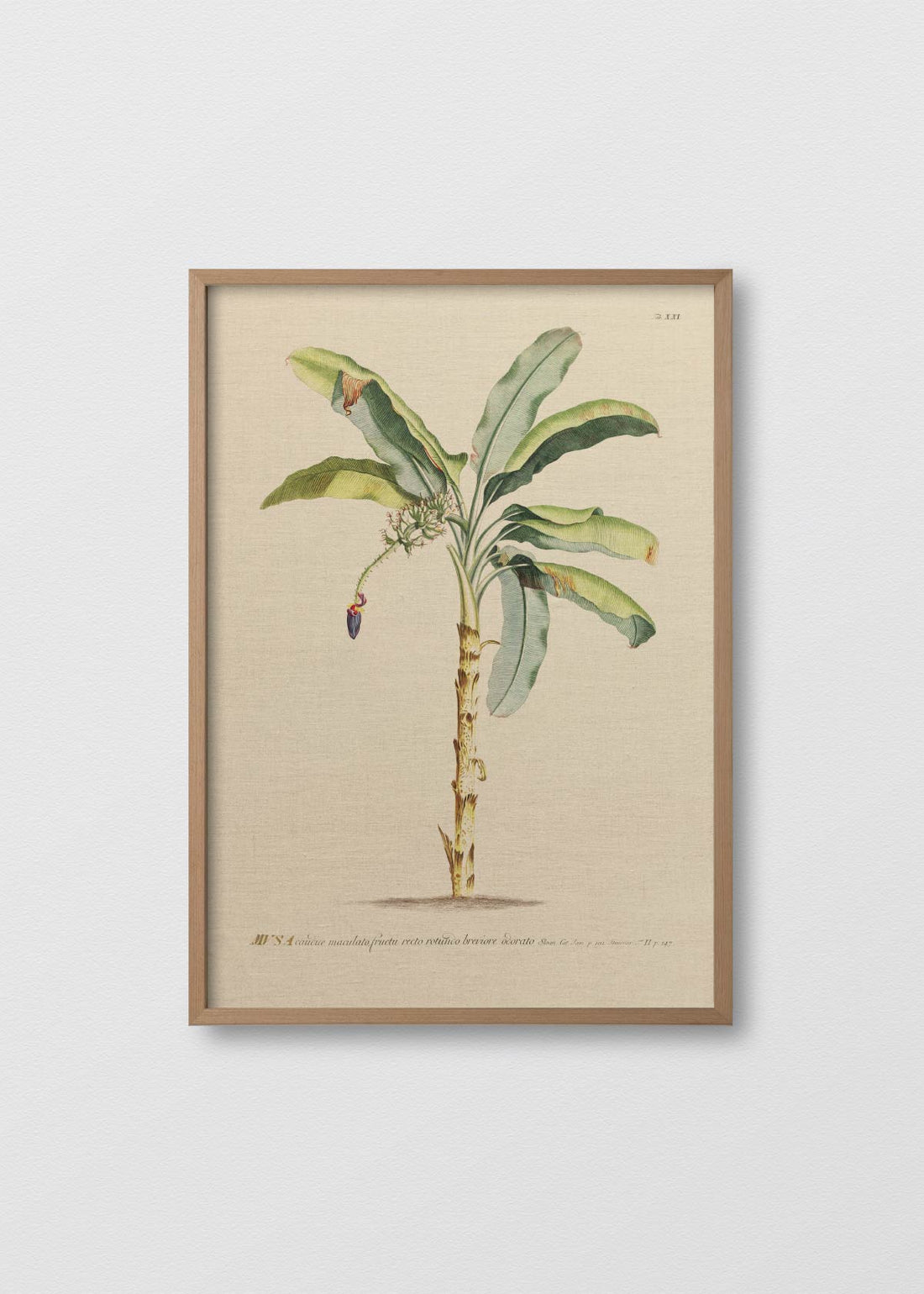 Cuadro Lino Banano Antique N1