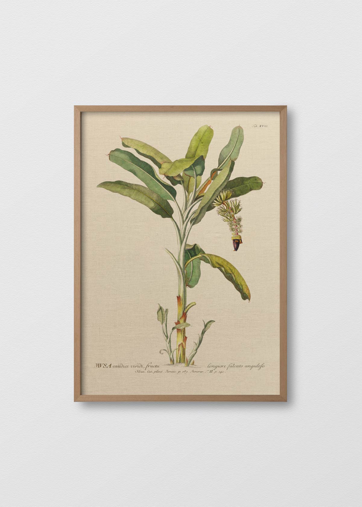 Cuadro Lino Banano Antique N2