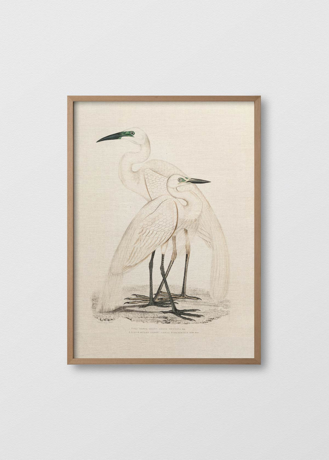 Garza blanca real (V)