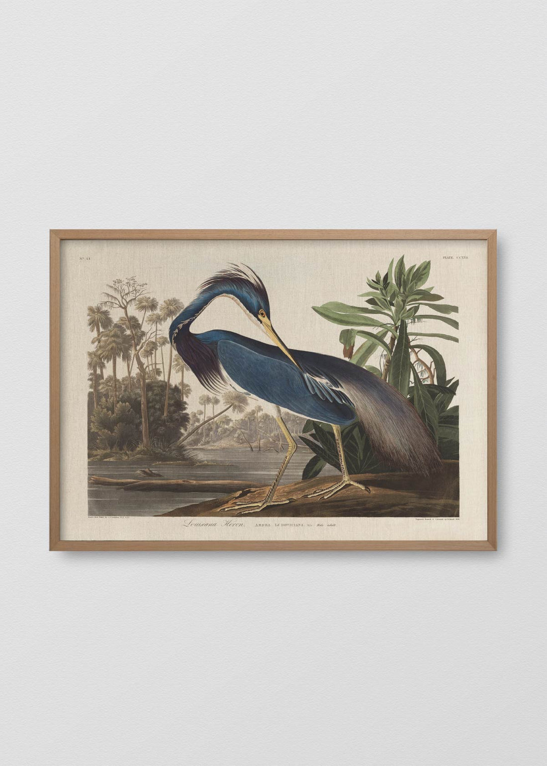 Garza de louisiana (V)