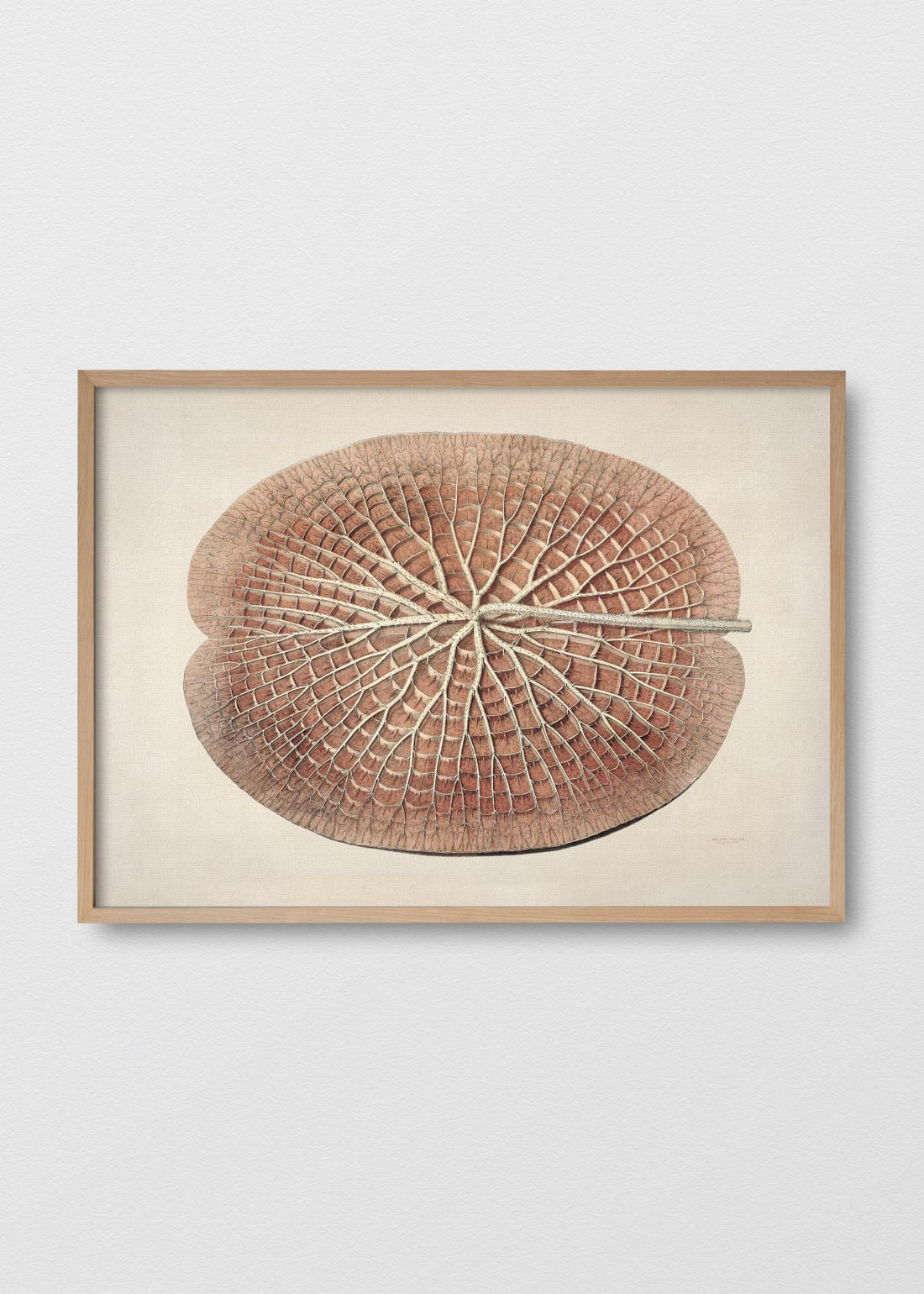 Lirio de agua ii (V)