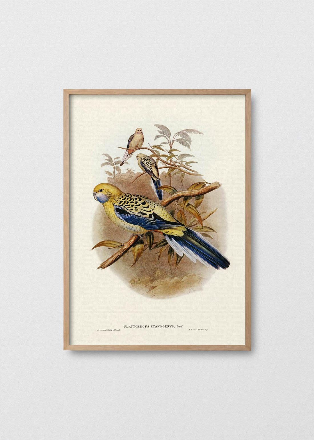 Loro amazona azul (V)