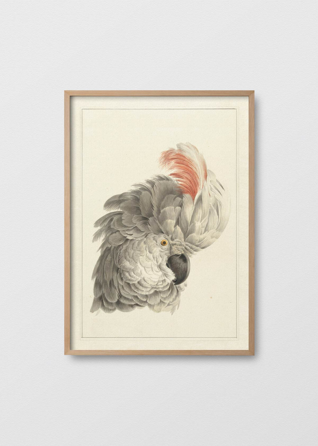 Loro imperial ii (V)