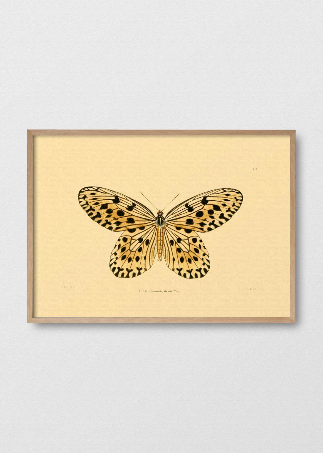 Mariposa jasonia (V)