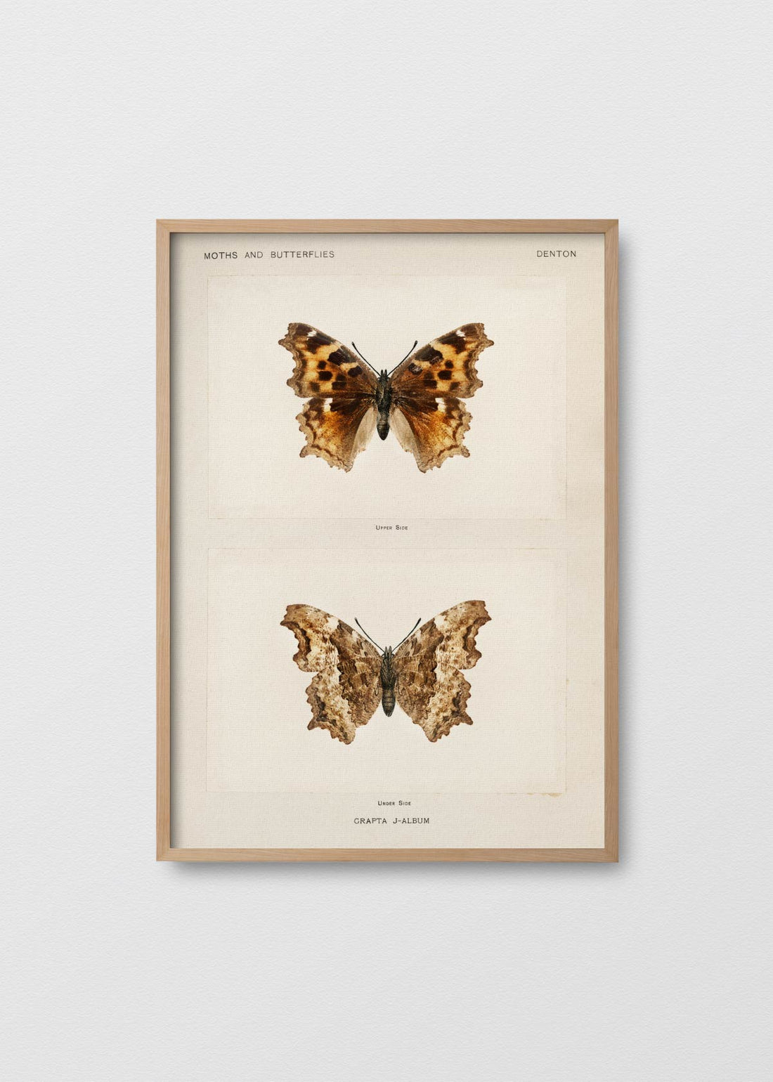 Mariposa promethea ii (V)