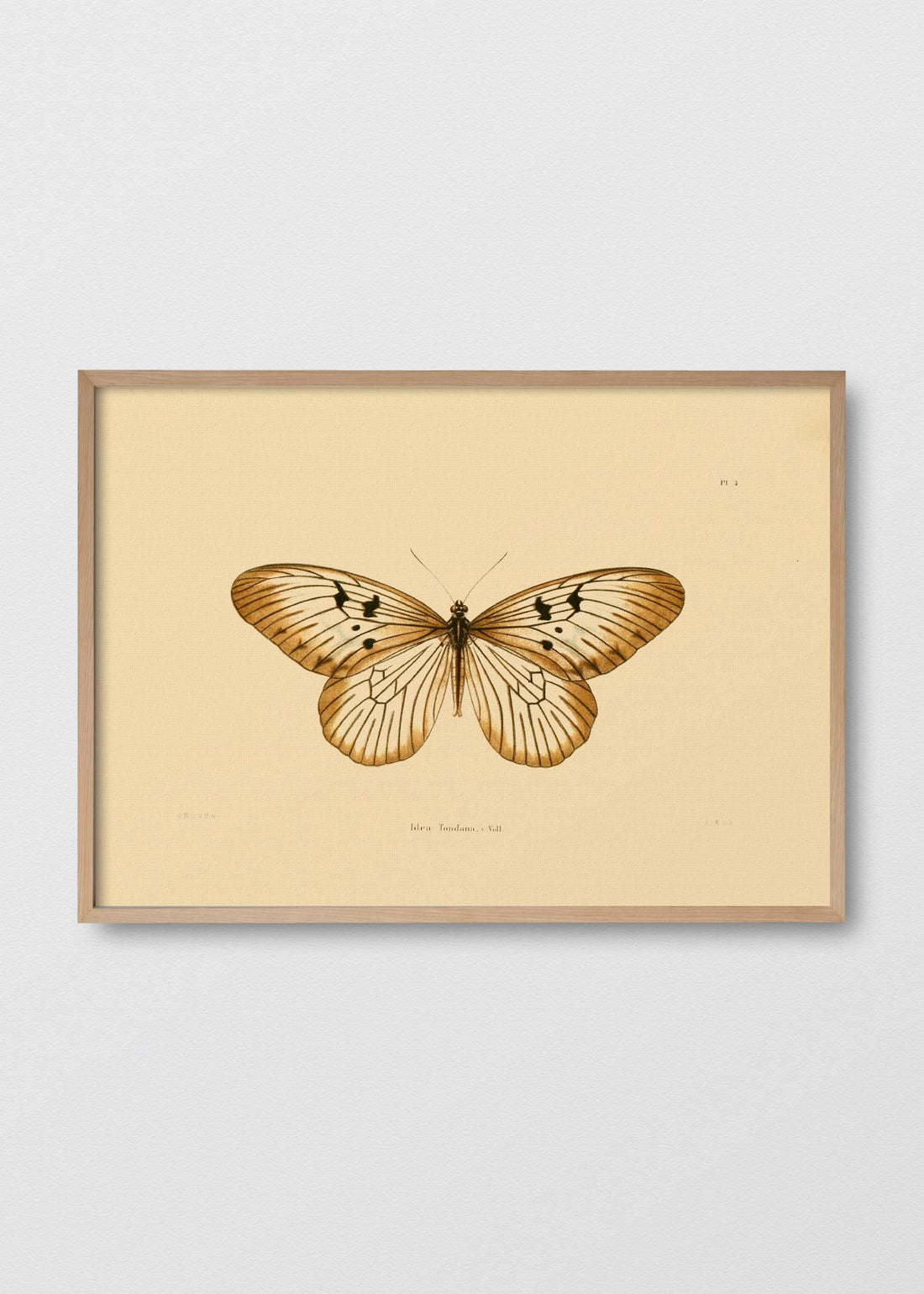 Mariposa tondana (V)