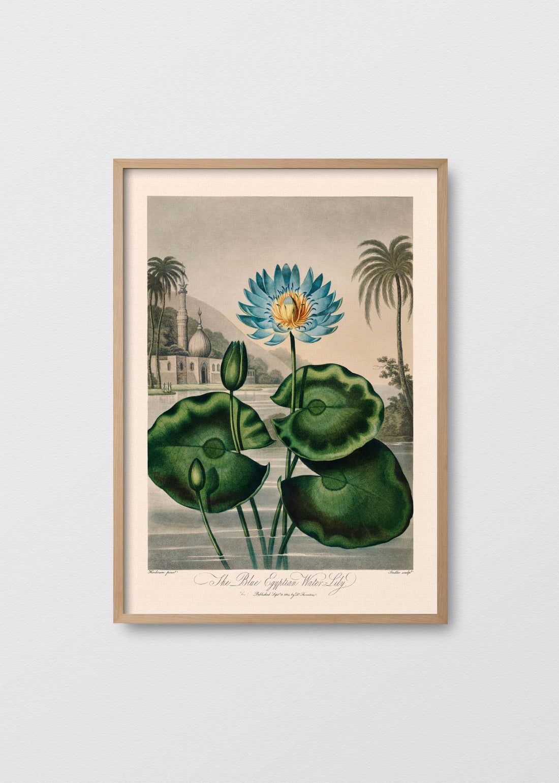 Nenúfar egipcio (V)