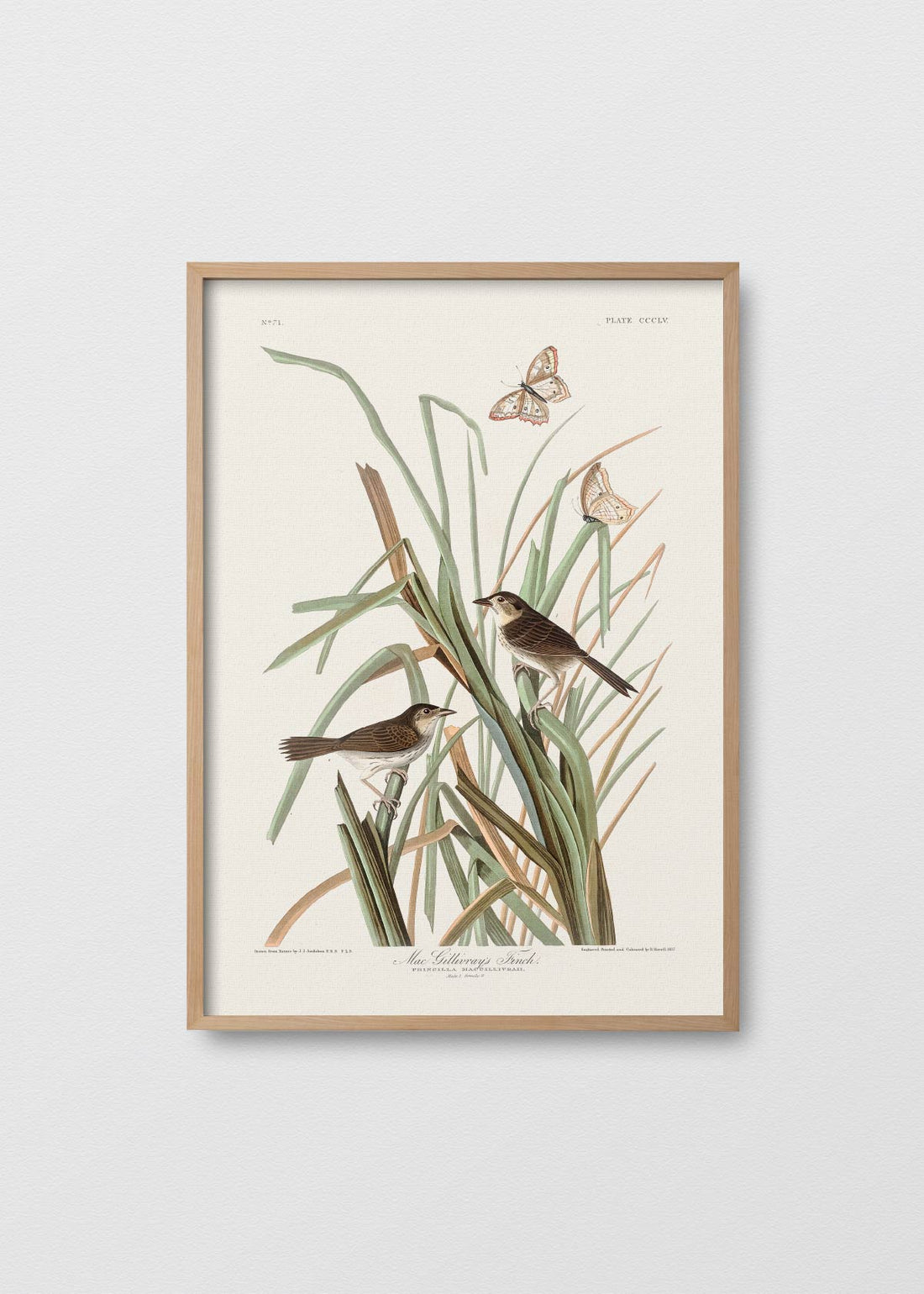 Oiseaux à la menthe (V)