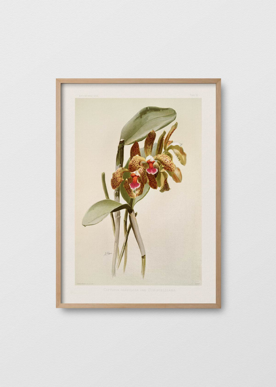 Orchidea cattleya (V)