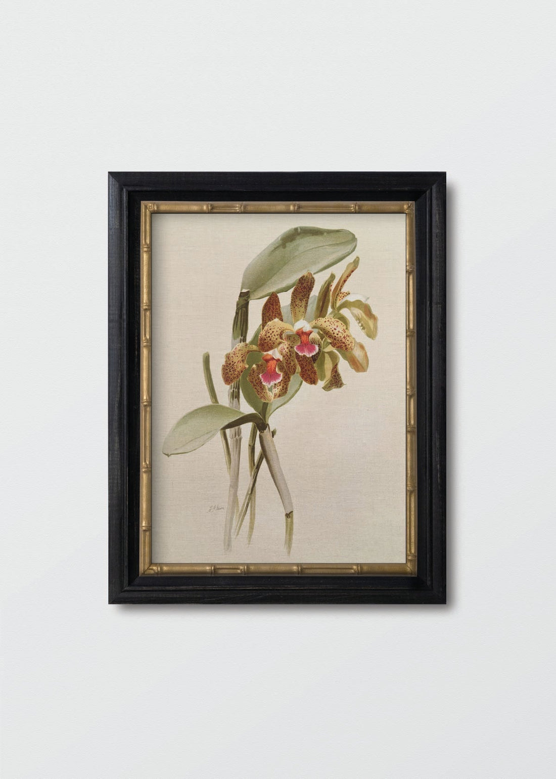 Orquidea cattleya (V)