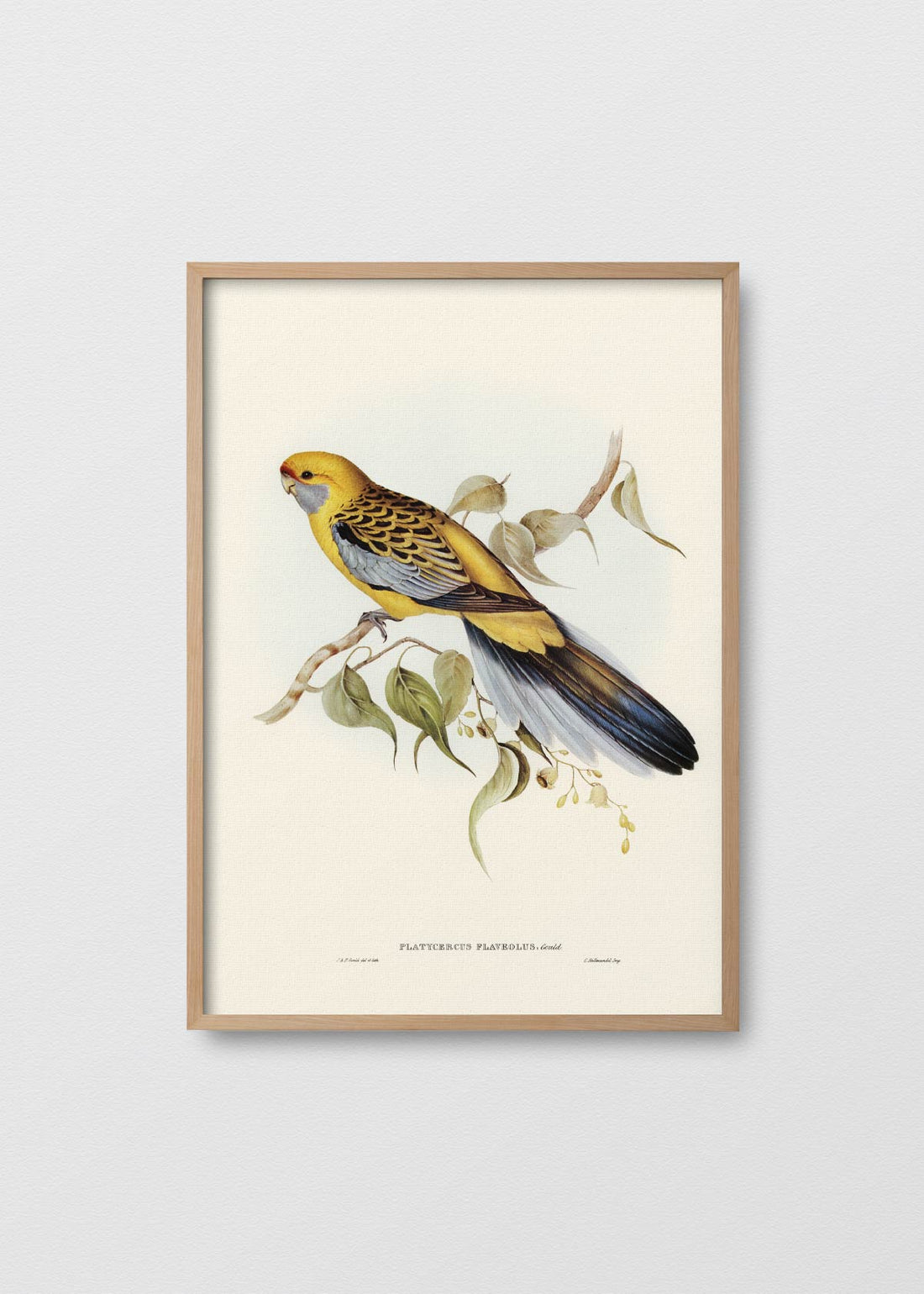 Reinita coronata (V)