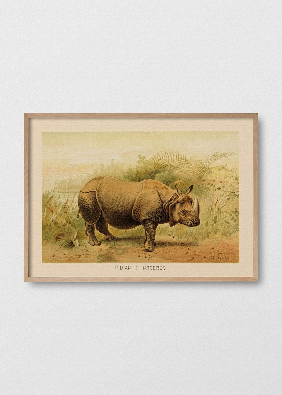 Rhinoceros unicornis (V)