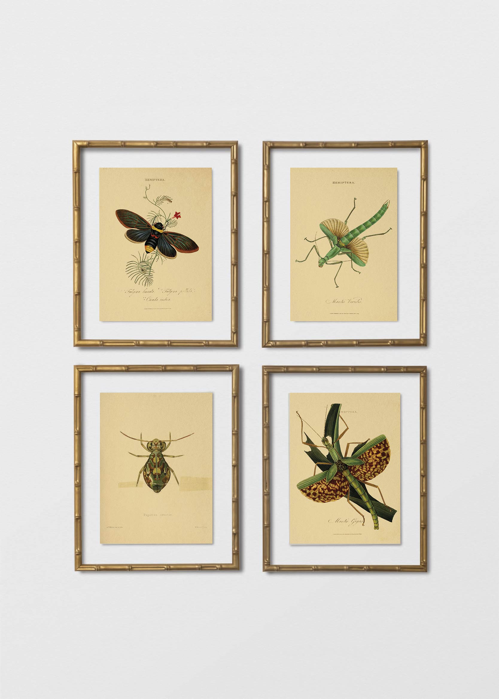 Set Cuadro Papel Algodón Marco Bambú Dorado Insectos de la India