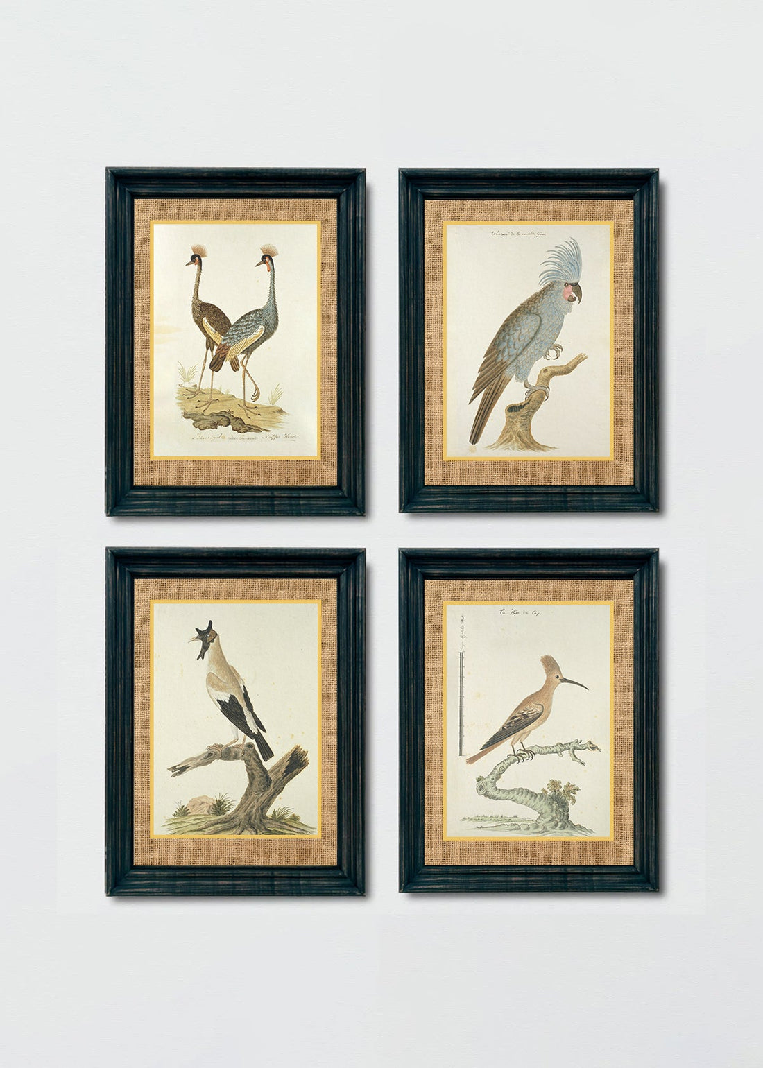 Set aves antique (V)